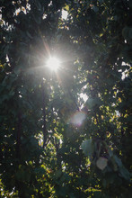 Through The Leaves You Can See The Sun And The Sun's Rays In Blur