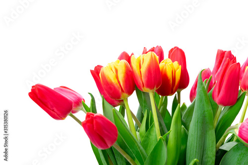 red and yellow tulips