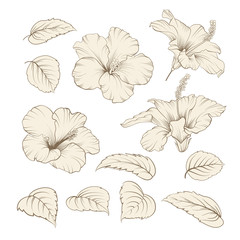 Wall Mural - Set of tropical flowers elements. Collection of hibiscus flowers on a white background. Vector illustration bundle.