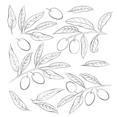 Wall Mural - Olive sketch element collection. Olive berry, leaves and branches isolated over white background. Vector botanical illustration.