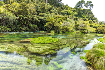 Blue Spring Putaruru, New Zealand