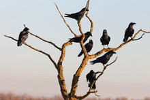 Common Raven Early Morning, Birds, Crow, Corvus Corax