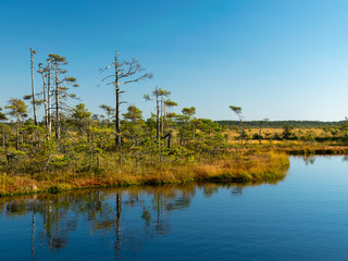 Wall Mural - dark swamp lakes and small pines, reed and marsh landscape in the swamp