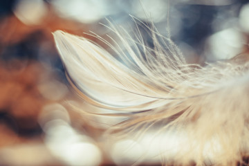 Poster - Close up Beautiful one white Bird feather on a bokeh.  Pattern background for design texture.