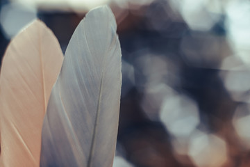 Poster - Close up Beautiful two Bird feather on a bokeh background.  Pattern background for design texture.  Macro view photography