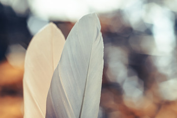 Poster - Close up Beautiful two Bird feather on a bokeh background.  Pattern background for design texture.  Macro view photography
