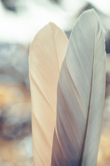Poster - Close up Beautiful two Bird feather on a bokeh background.  Pattern background for design texture.  Macro view photography