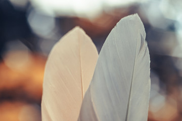 Poster - Close up Beautiful two Bird feather on a bokeh background.  Pattern background for design texture.  Macro view photography