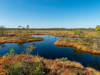 Wall Mural - dark swamp lakes and small pines, reed and marsh landscape in the swamp