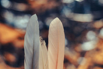Poster - Beautiful  Bird feather on a bokeh background.  Pattern background for design texture.