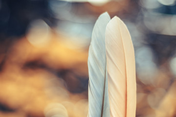 Poster - Close up Beautiful two Bird feather on a bokeh background.  Pattern background for design texture.