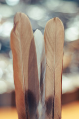 Poster - Close up Beautiful  Bird feather on a bokeh background.  Pattern background for design texture.  Macro view photography