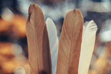 Poster - Beautiful  Bird feather on a bokeh background.  Pattern background for design texture.