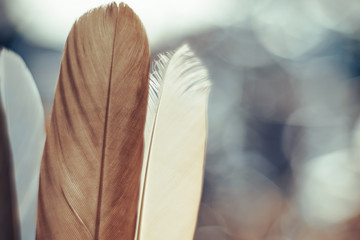 Poster - Close up Beautiful  Bird feather on a bokeh background.  Pattern background for design texture.  Macro view photography