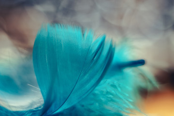Poster - Close up Beautiful blue Bird feather pattern on a bokeh background for design texture.