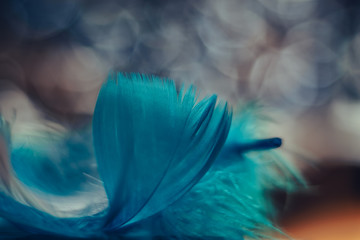 Poster - Close up Beautiful blue Bird feather pattern on a bokeh background for design texture.