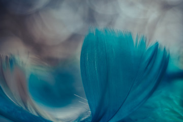 Poster - Close up Beautiful blue Bird feather pattern on a bokeh background for design texture.