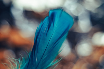 Poster - Close up Beautiful blue Bird feather pattern on a bokeh background for design texture.