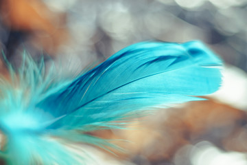 Poster - Close up Beautiful blue Bird feather pattern on a bokeh background for design texture.