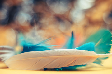 Poster - Close up Beautiful multi-colored Bird feather on a bokeh.  Pattern background for design texture.