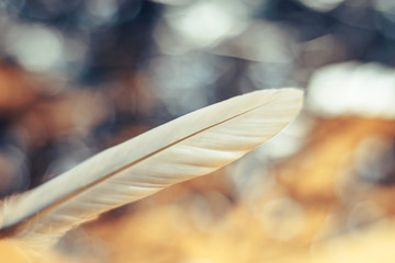 Poster - Close up Beautiful one Bird feather on a bokeh background.  Pattern background for design texture.  Macro view photography