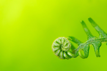 Western swordfern fiddlehead curled against green background with room for text