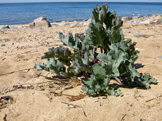 picture with beach sand and green plant