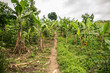 © Juan Alberto Ruiz/ADDICTIVE STOCK - Uganda - November, 26 2016: Narrow path going through green plants on banana plantation on overcast day in nature