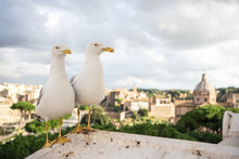 Seagulls Sitting On Roof Of Aged Building Against Cloudy Sky And Streets Of Rome, Italy