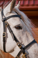 Gray Horse Face With Healthy Eyes On Bridle