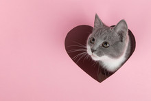 A Grey Kitten Peeks Out Of A Heart-shaped Hole On A Pink Background. Design Blank For Valentine's Day, Greeting Card, Expression Of Love. Copy Space.