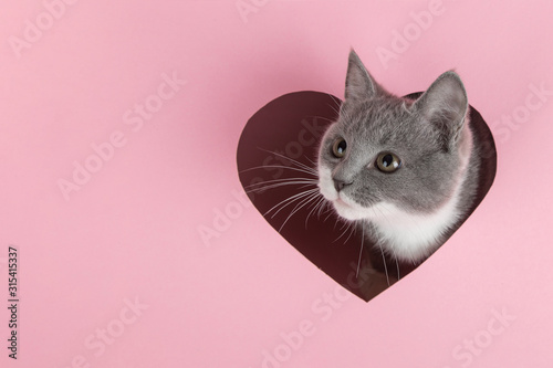 Cuadros en Lienzo A grey kitten peeks out of a heart-shaped hole on a pink background