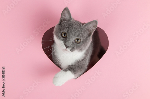 A grey kitten peeks out of a heart-shaped hole on a pink background Tableau sur Toile