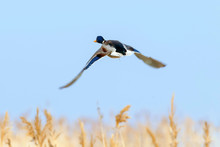 Mallard Duck In Flight, Duck Hunting Season