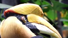The Portrait Of The The Great Hornbill - Buceros Bicornis, Also Known As The Concave - Casqued Hornbill, Great Indian Hornbill Or Great Pied Hornbill.