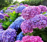 Beautiful hydrangea plant in Brittany. France