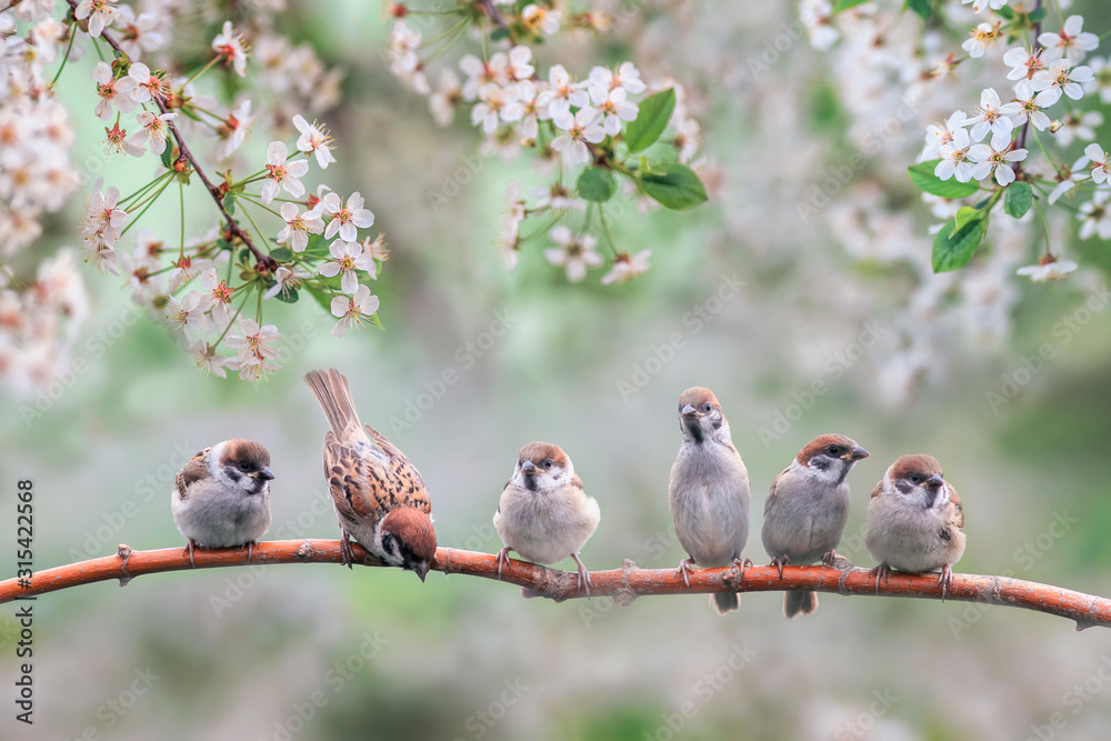 natural background with small birds on a branch white cherry blossoms in the may garden - obrazy, fototapety, plakaty 
