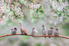 Natural Background With Small Birds On A Branch White Cherry Blossoms In The May Garden