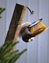 Squirrel Raiding Bird Feeder