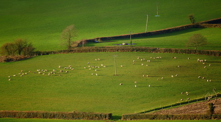 Wall Mural - Flock of sheep graze on the farmland in East Devon