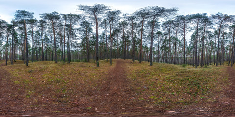 Wall Mural - full spherical hdri panorama 360 degrees angle view on pedestrian footpath and bicycle lane path in pinery forest in overcast weather in equirectangular projection. VR AR content