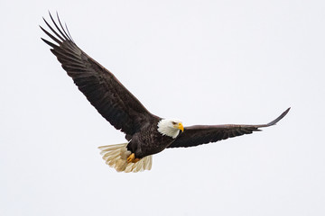 a bald eagle hunts over the iowa river in downtown iowa city on monday, jan. 13, 2019.