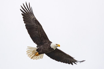 a bald eagle hunts over the iowa river in downtown iowa city on monday, jan. 13, 2019.
