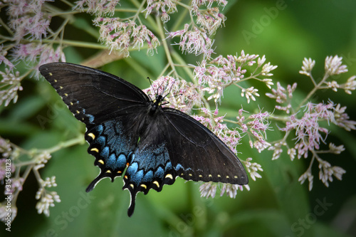 Cuadros en Lienzo Spicebush Swallowtail Butterfly Feeding on Pink Joe Pye Weed Flowers