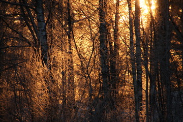  Sunrise on winter morning