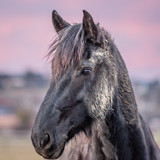 Fototapeta Konie - portrait of a horse