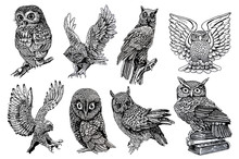 Graphical Sketch Of Owls Isolated On White Background,jpg Illustration,night Bird 