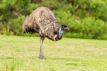 Wilsons Promontory National Park, Australia, Victoria- MARCH 2016: Emu (Dromaius Novaehollandiae) Grazing In The Australian Bush. 