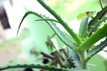 Aloe vera is a type of plant that has been known for thousands of years and is used as a hair fertilizer, wound healing, and for skin care. Aloe vera on a green background.