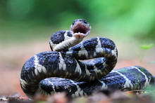 Boiga Snake Ready To Attack, Boiga Dendrophila, Animal Closeup